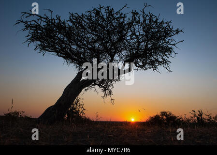 Sonnenuntergang in der Mashatu Private Game Reserve in Botswana Stockfoto