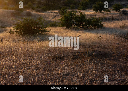 Sonnenuntergang in der Savanne im Mashatu Private Game Reserve in Botswana Stockfoto