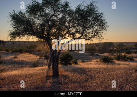 Sonnenuntergang in der Savanne im Mashatu Private Game Reserve in Botswana Stockfoto