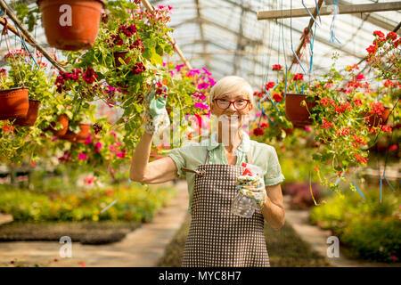 Portrait von Happy senior Floristin Frau stehen und mit Feldspritze im großen Blumengarten Stockfoto