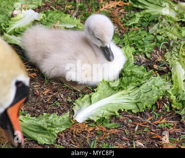 Eine Woche altes Baby Höckerschwan Festlegung auf dem Boden von salatblättern umgeben für das Essen. Mutter Schwan im Vordergrund beobachten Stockfoto