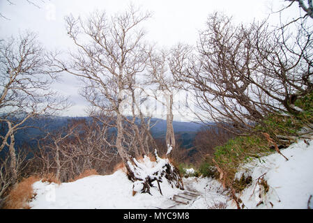 Der frühe Winter und Schnee im daisetsuzan, Japan National Park Stockfoto