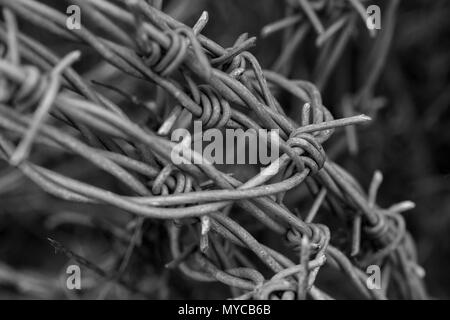 Monochrome Umwandlung einer Nahaufnahme von Stacheldraht. Abstrakte Metallstruktur. Stockfoto