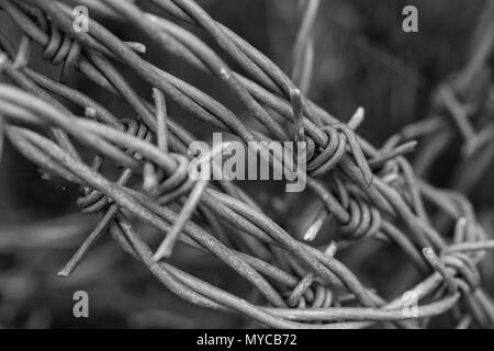 Monochrome Umwandlung einer Nahaufnahme von Stacheldraht. Abstrakte Metallstruktur. Stockfoto