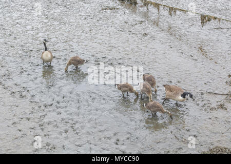 Familie von Kanada Gänse / Branta canadensis Fütterung im Schlamm des Flusses bei Truro, Cornwall. Zwei Erwachsene mit einer Gruppe junger Menschen. Stockfoto