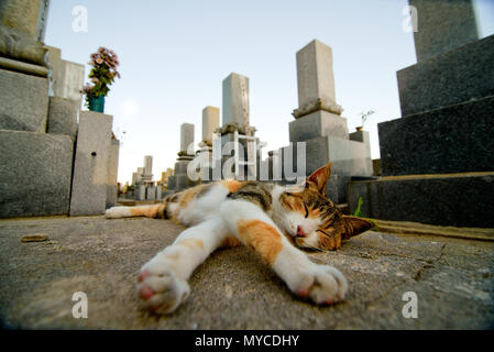 Cat Island, Japan aoshima Stockfoto