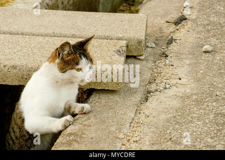 Cat Island, Japan aoshima Stockfoto