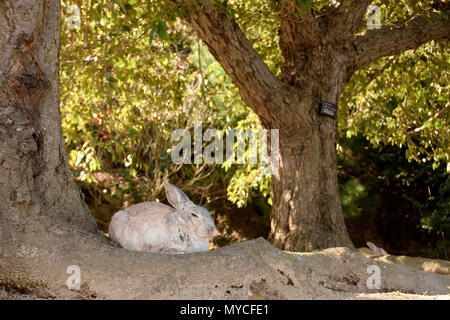 Süße wilde Hase Kaninchen in Japans Rabbit Island, okunoshima Stockfoto