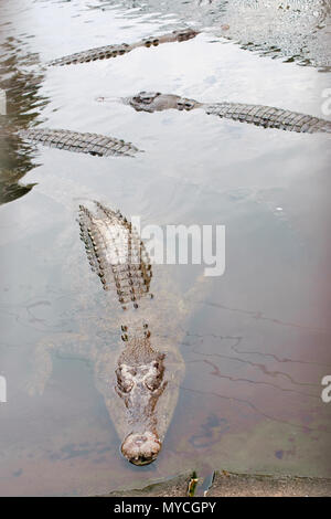 Krokodil auf dem Wasser schwimmend Stockfoto