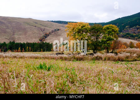 Ranch in Japan yufuin, Beppu-shi, Higashiyama im Herbst, rote Blätter Saison Stockfoto