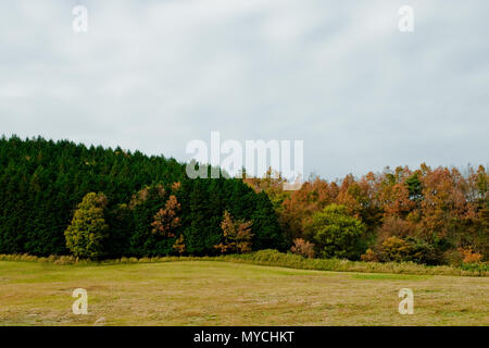 Ranch in Japan yufuin, Beppu-shi, Higashiyama im Herbst, rote Blätter Saison Stockfoto