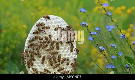 Runde weiße Bienen auf Wabe mit gelben und blauen Blumen Hintergrund Stockfoto