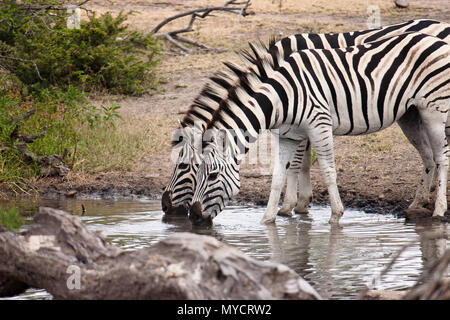 Kwazulu-Natal, Südafrika: Zwei Zebras am Wasserloch trinken Stockfoto