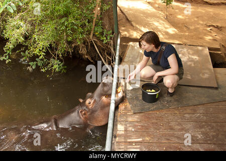 Weibliche touristische Fütterung zahm Hippo 'Jessica' in Südafrika Stockfoto