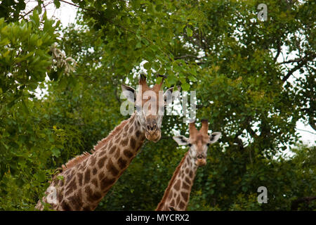 Zwei Giraffen aus Baumkrone in die Kamera Stockfoto