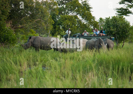 Touristen in Safari Jeep beobachten eine Gruppe von rhinos mit Kalb in Game Reserve in der Nähe von Kruger National Park, Südafrika Stockfoto