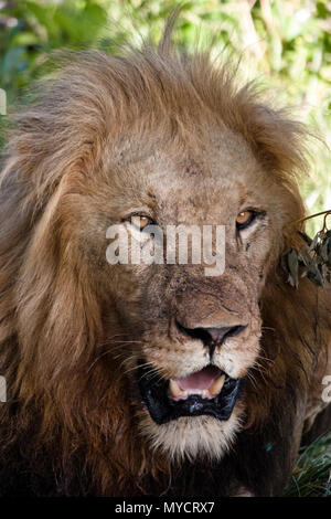 Schließen Porträt eines großen männliche Löwe in einem privaten Reservat in der Nähe von Kruger National Park, Südafrika Stockfoto