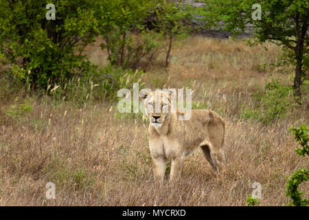 Weibliche Löwe in South African Savannah Stockfoto