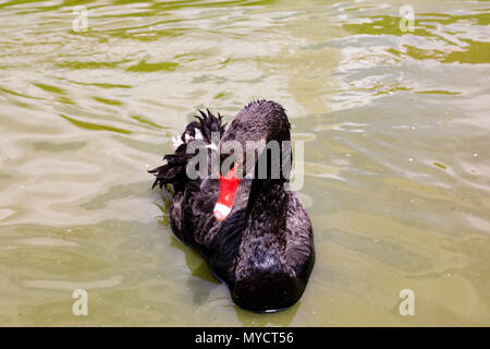 Black Swan Cygnus atratus, auf dem Palacio Cristal Teich in Parque del Buen Retiro, Madrid, Spanien. Stockfoto