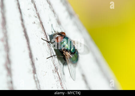Makro Foto des Gemeinsamen grünen Flasche Fliegen sitzen auf Garten Skulptur mit schmalen Tiefenschärfe. Auge im Fokus. Stockfoto
