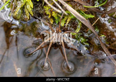 Raft Spider auf Wasser essen ein rüsselkäfer auf canford Heide. Stockfoto