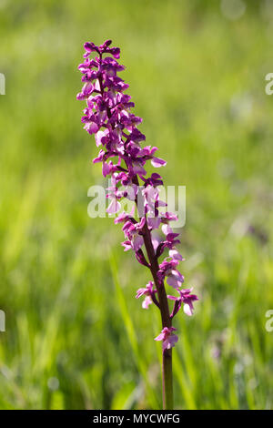 Orchis mascula. Früh - lila Orchidee Blumen. Stockfoto