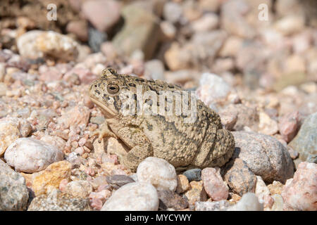 Woodhouse die Kröte (Anaxyrus woodhousii) auf die Pawnee National Grassland in Colorado Stockfoto