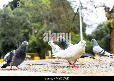 Tauben in verschiedenen Farben auf der Suche nach Nahrung auf dem Gehweg in einer Gruppe von fünf, der in der Mitte hat weiße Federn. Stockfoto