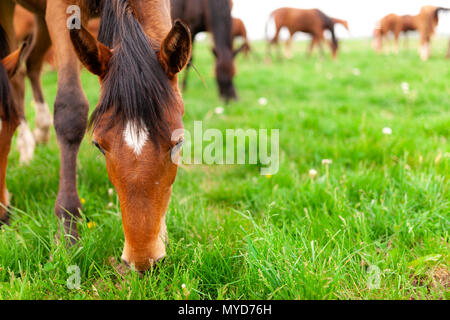 Eine Herde von jungen Pferden gemeinhin als jährlinge eine Koppel auf einer Ranch im Südwesten von Ontario, Kanada durchstreifen. Stockfoto