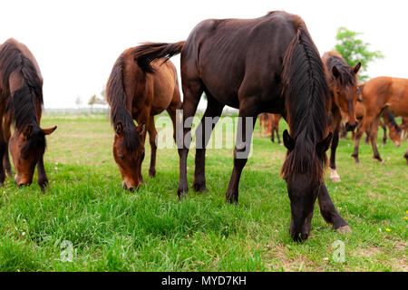 Eine Herde von jungen Pferden gemeinhin als jährlinge eine Koppel auf einer Ranch im Südwesten von Ontario, Kanada durchstreifen. Stockfoto