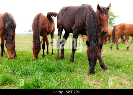 Eine Herde von jungen Pferden gemeinhin als jährlinge eine Koppel auf einer Ranch im Südwesten von Ontario, Kanada durchstreifen. Stockfoto