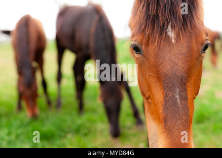 Eine Herde von jungen Pferden gemeinhin als jährlinge eine Koppel auf einer Ranch im Südwesten von Ontario, Kanada durchstreifen. Stockfoto