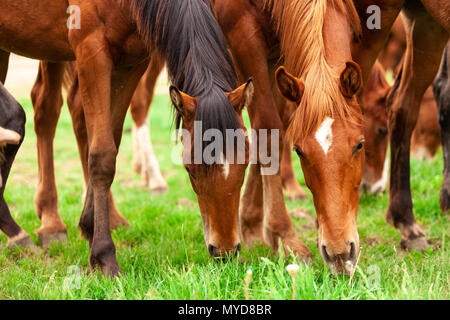 Eine Herde von jungen Pferden gemeinhin als jährlinge eine Koppel auf einer Ranch im Südwesten von Ontario, Kanada durchstreifen. Stockfoto