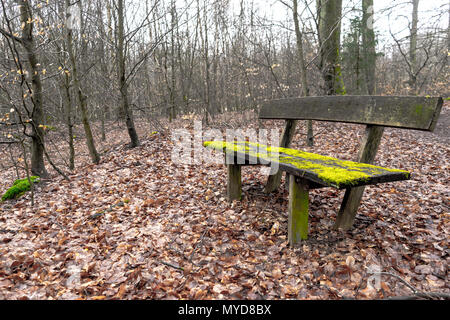 Sehr alte Holzbank im Moos in der Mitte von einem Wald bedeckt. Im Herbst Geschossen, der Boden ist in braunen Blätter mit Skinny Bäume in den Rücken fallen. Stockfoto