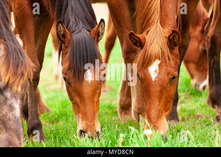 Eine Herde von jungen Pferden gemeinhin als jährlinge eine Koppel auf einer Ranch im Südwesten von Ontario, Kanada durchstreifen. Stockfoto