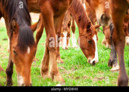 Eine Herde von jungen Pferden gemeinhin als jährlinge eine Koppel auf einer Ranch im Südwesten von Ontario, Kanada durchstreifen. Stockfoto