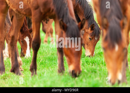 Eine Herde von jungen Pferden gemeinhin als jährlinge eine Koppel auf einer Ranch im Südwesten von Ontario, Kanada durchstreifen. Stockfoto