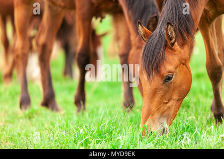 Eine Herde von jungen Pferden gemeinhin als jährlinge eine Koppel auf einer Ranch im Südwesten von Ontario, Kanada durchstreifen. Stockfoto