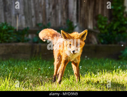 Urban Fuchs im Garten im Süden Londons Stockfoto