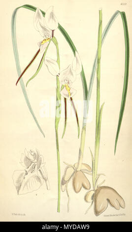 . Abbildung: Diuris Alba. 1875. Walter Hood Fitch (1817-1892) del. et lith. Beschreibung von Joseph Dalton Hooker (1817 - 1911) 142 Diuris alba-Curtis' 101 (Ser. 3 Nr. 31) pl. 6201 (1875) Stockfoto