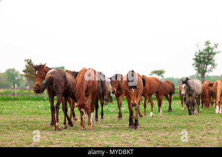 Eine Herde von jungen Pferden gemeinhin als jährlinge eine Koppel auf einer Ranch im Südwesten von Ontario, Kanada durchstreifen. Stockfoto