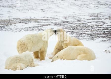 Eisbär (Ursus maritimus) Gruppe Interaktion entlang der Hudson Bay Küste, Wapusk National Park, Cape Churchill, Manitoba, Kanada Stockfoto