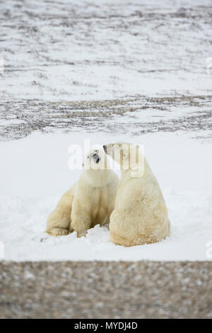 Eisbär (Ursus maritimus) Gruppe Interaktion entlang der Hudson Bay Küste, Wapusk National Park, Cape Churchill, Manitoba, Kanada Stockfoto