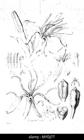 . Das ist ein ganz schreckliches Scan der Platte 14 von Ferdinand Bauer Illustrationes Florae Novae Hollandiae. Die Anlage dargestellt ist Doryanthes excelsa. Anfang des 19. Jahrhunderts. Ferdinand Bauer (1760-1826) 145 Doryanthes excelsa (Illustrationes Florae Novae Hollandiae Platte 14) Stockfoto
