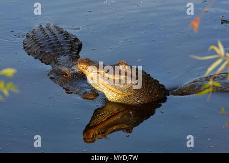 Amerikanische Alligatoren, Alligator mississippiensis, in der Paarungszeit Stockfoto