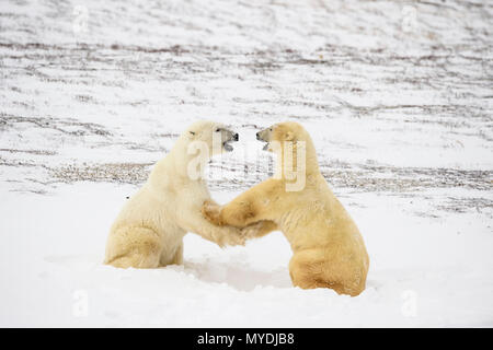 Eisbär (Ursus maritimus) Sparring Paar, Wapusk National Park, Cape Churchill, Manitoba, Kanada Stockfoto