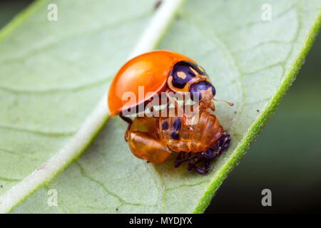 Eine Orange lady Bug, Cycloneda sanguinea, und seine Puppe nach entstehen. Stockfoto