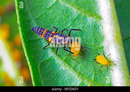 Eine Orange lady Bug, Cycloneda sanguinea, Larven fressen an ein milkweed Blattläuse. Stockfoto