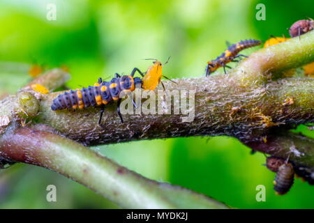 Eine Orange lady Bug, Cycloneda sanguinea, Larven fressen an ein milkweed Blattläuse. Stockfoto