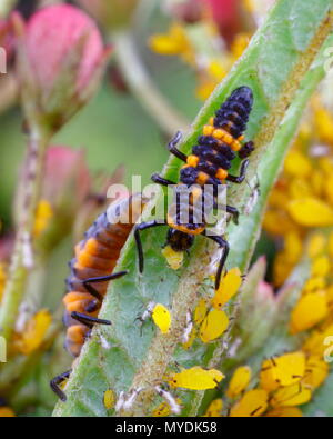 Eine Orange lady Bug, Cycloneda sanguinea, Larven fressen an ein milkweed Blattläuse. Stockfoto